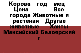 Корова 1 год 4 мец › Цена ­ 27 000 - Все города Животные и растения » Другие животные   . Ханты-Мансийский,Белоярский г.